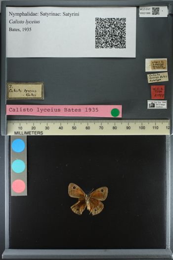 Media type: image;   Entomology 21988